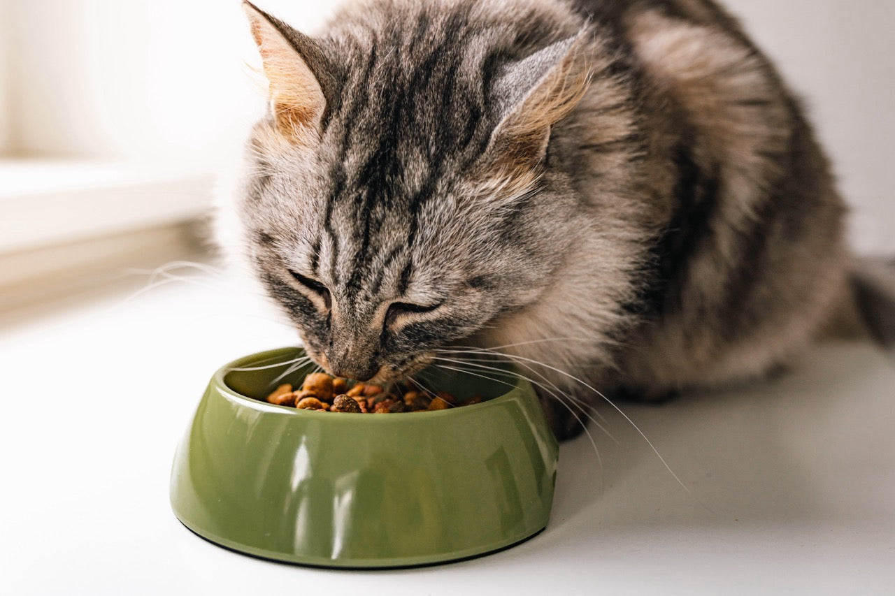 Katze Verdauungsprobleme: Hilfe für Ihren Liebling