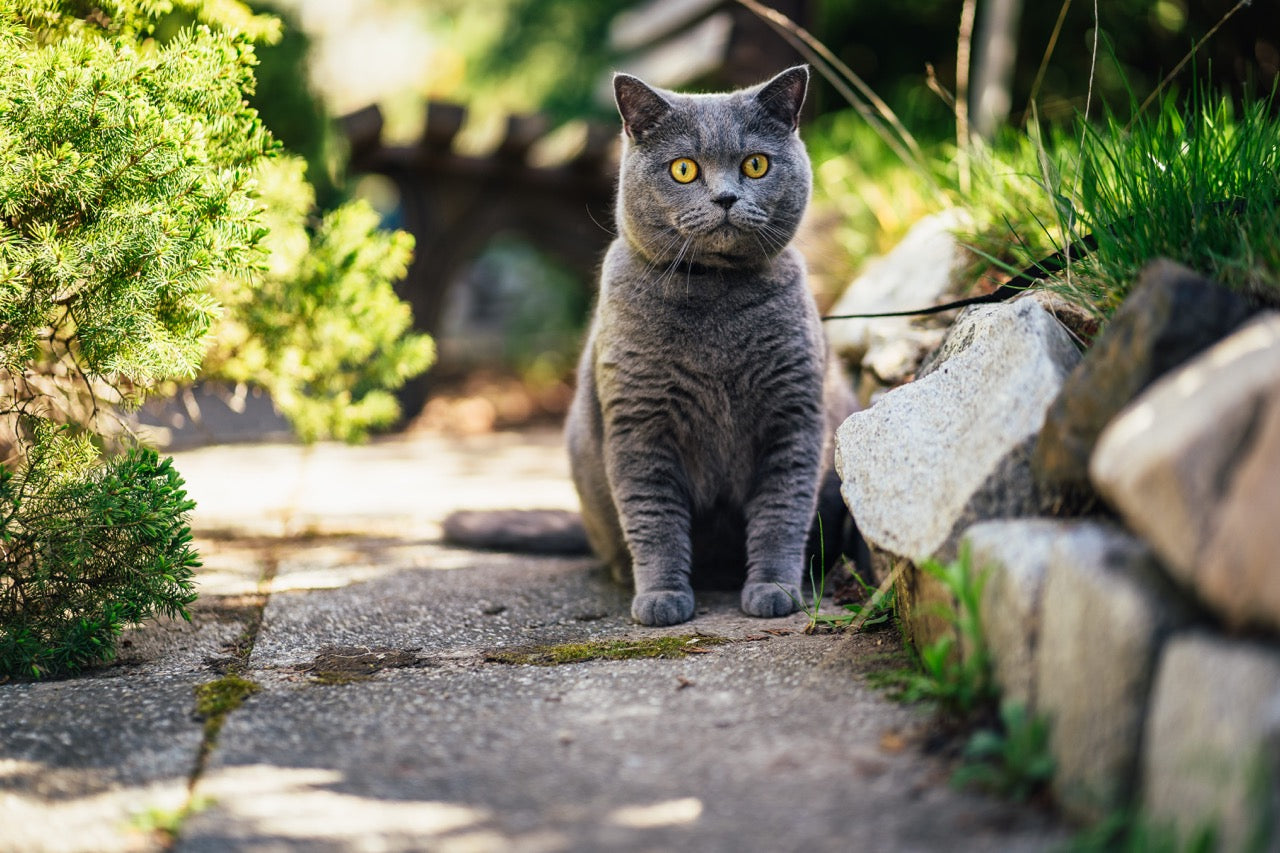 Britisch Kurzhaar: Elegante Katzenrasse im Überblick