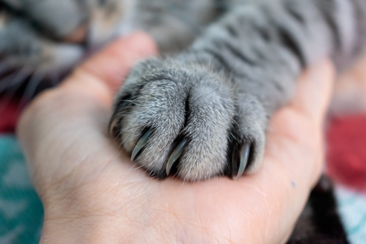 Natürliche Heilmittel für Katzen: Sanfte Pflege