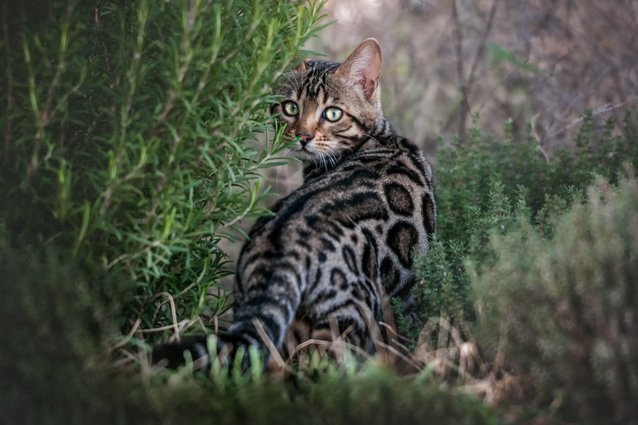 Alle Katzenrassen: Umfassende Übersicht & Infos