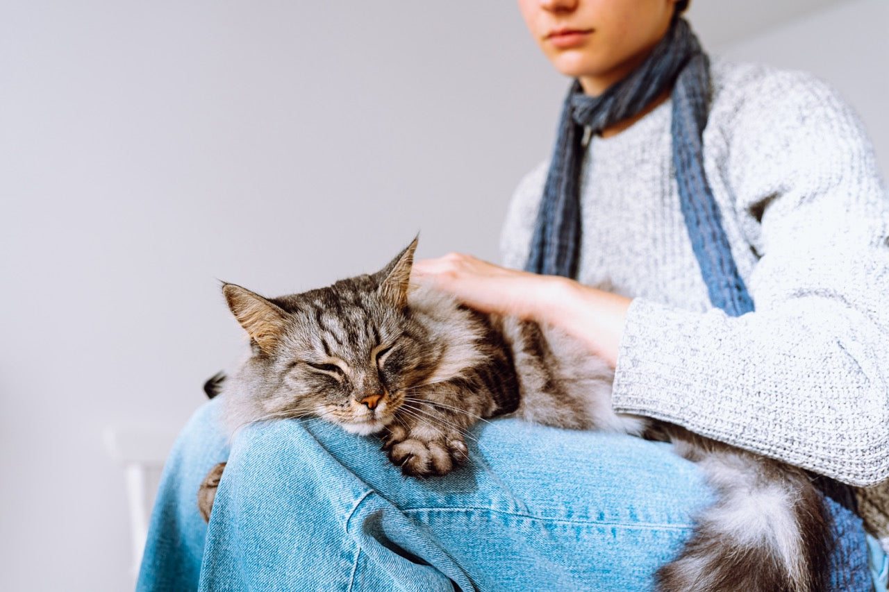 Beruhigungsmittel Katze: Stressfreie Fellfreunde