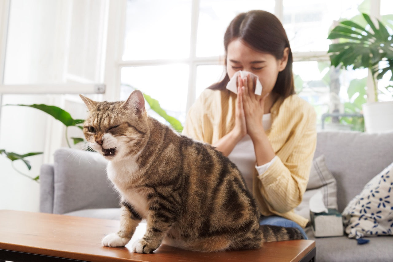 Allergiker Katzen: Tipps für ein Leben mit Fellnasen