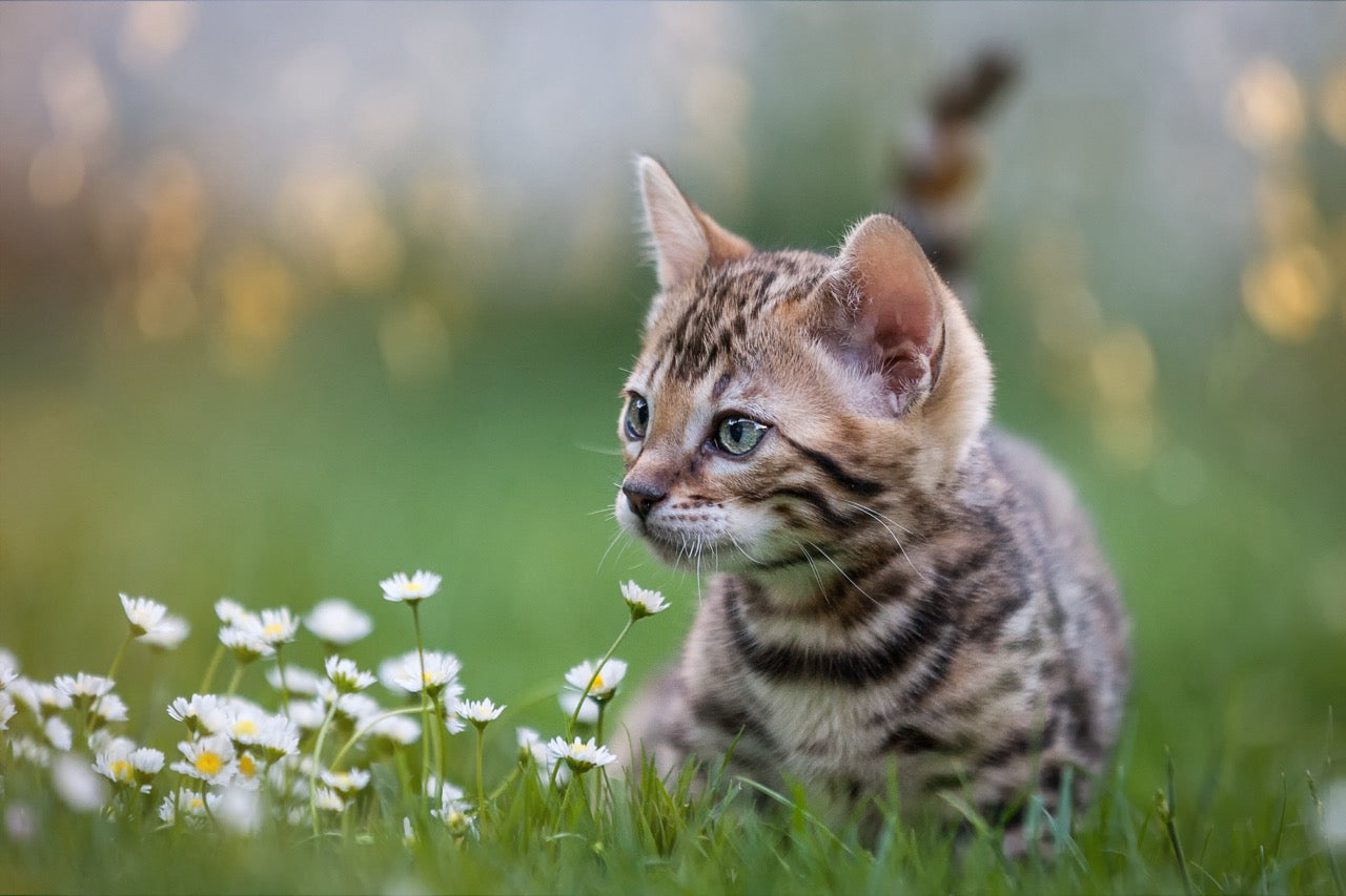 Taurinmangel Katze Symptome: Warnsignale erkennen