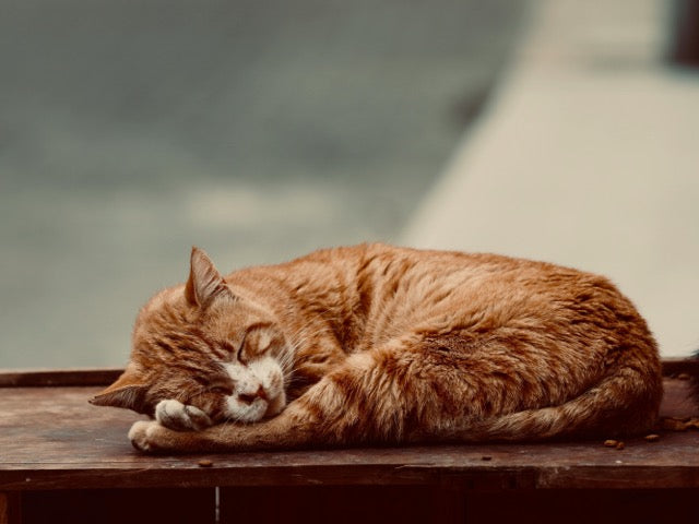 Warum schnurren Katzen? Gründe und Bedeutung