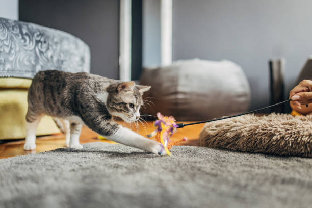 Spielzeug für Katzen: Spaß für Ihre Fellfreunde