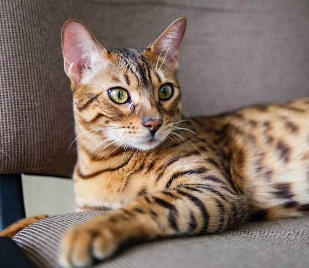 Bengal Katze: Exotische Schönheit als Haustier