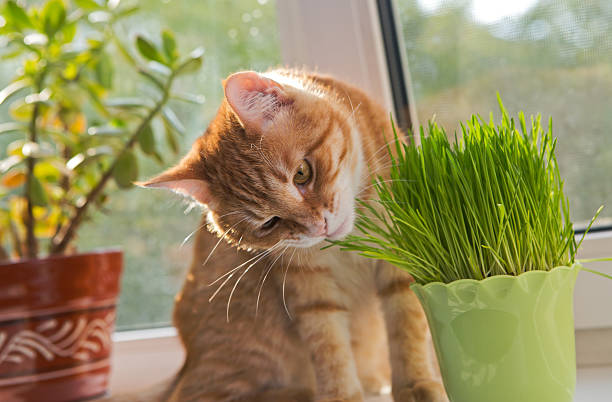 Katzenfreundliche Pflanzen für Ihr Zuhause