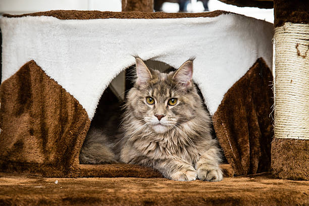 Maine Coon: Die sanften Riesen unter den Katzen